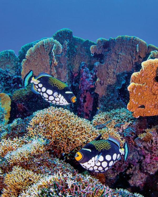 Pristine Paradise Dive Resort - Togean Islands, Una Una Pulau Unauna Exterior foto